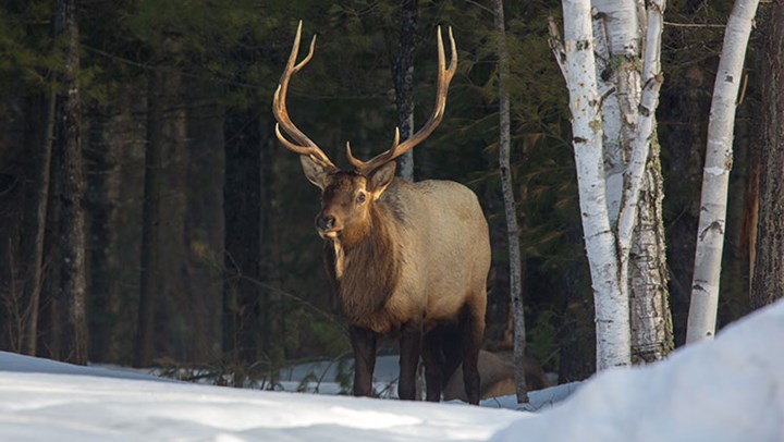 Return of the Natives: Wisconsin Sets 2018 Season for Thriving Elk Herd 