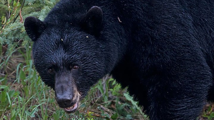 5-Year-Old Girl Mauled by Black Bear in Colorado