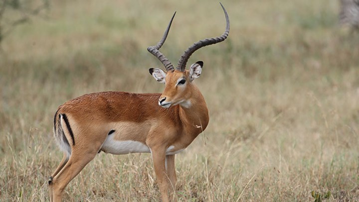 Facts Show Hunting Bans Hurt African Wildlife