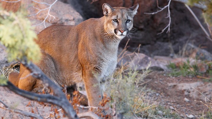 Lion Kills One Man, Injures Another in Washington State