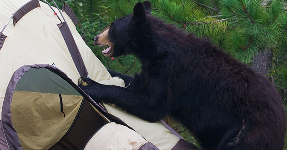 NRA Hunters' Leadership Forum | Black Bear Attacks on the Rise in Colorado