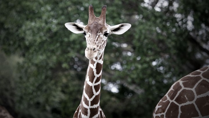 Antis Target So-Called Black Giraffe Hunt in South Africa