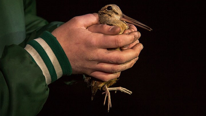 Wisconsin Collegians Band Woodcock to Study Biology