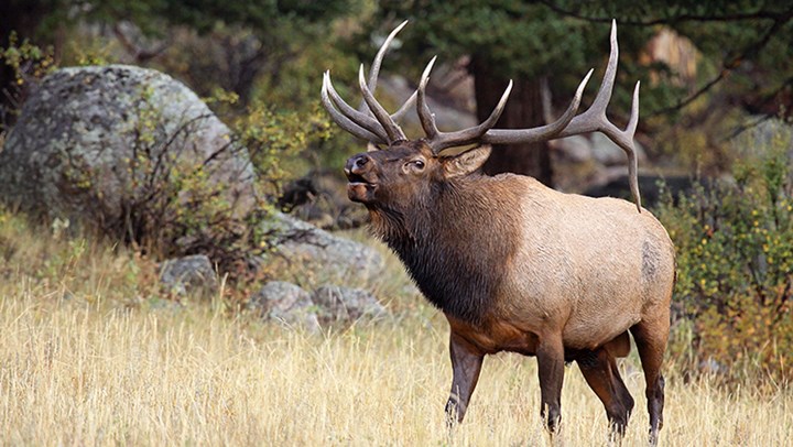 Elk Expanding in Virginia