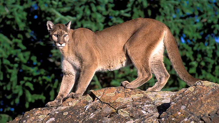Cougar and Grizzly Hunts Show Role of Legal, Regulated Hunting