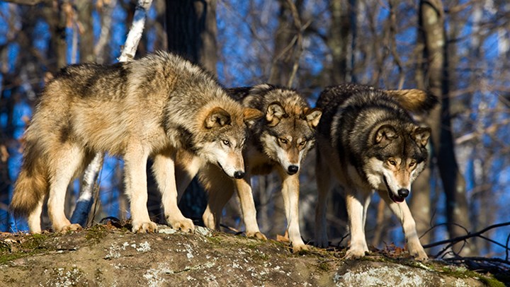 Wyoming Wolf Numbers Up Despite Delisting