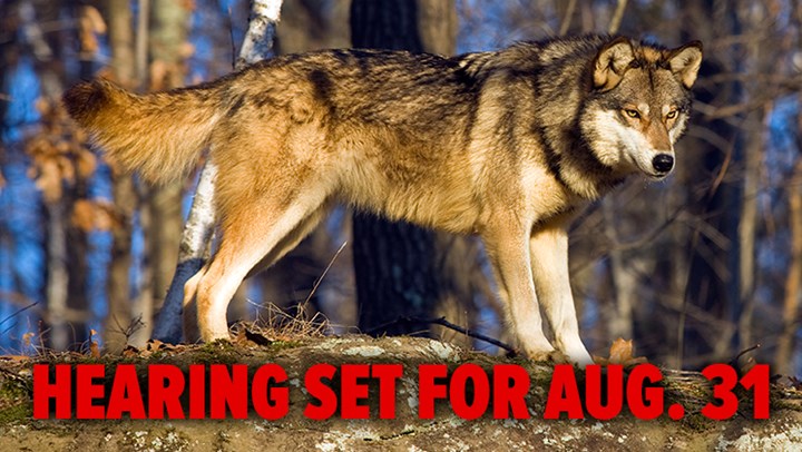 Antis Force Washington State Judge to Halt Wolf Control