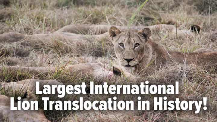 Hunter-Conservationists Transplant 24 Lions to Mozambique