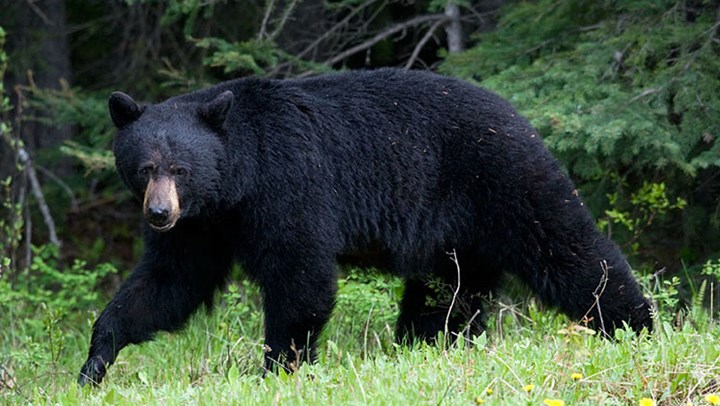 New Jersey Governor Bans Bear Hunting on Public Lands