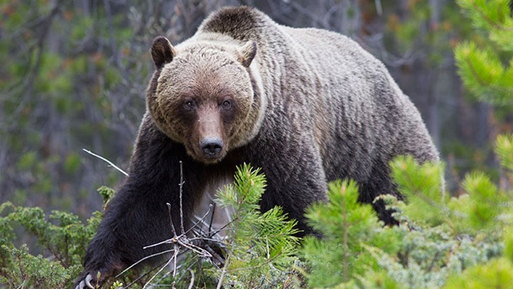 Federal Judge Puts Grizzly Bear Hunts on Hold