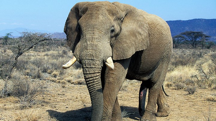 87 Elephants Poached Near Botswana Elephant Sanctuary