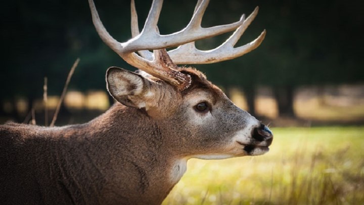 Delaware Expands Sunday Hunting 