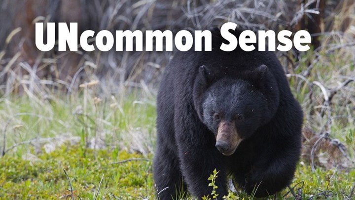 New Jersey Hunters Mobilize Over Governor’s Bear Hunting Ban