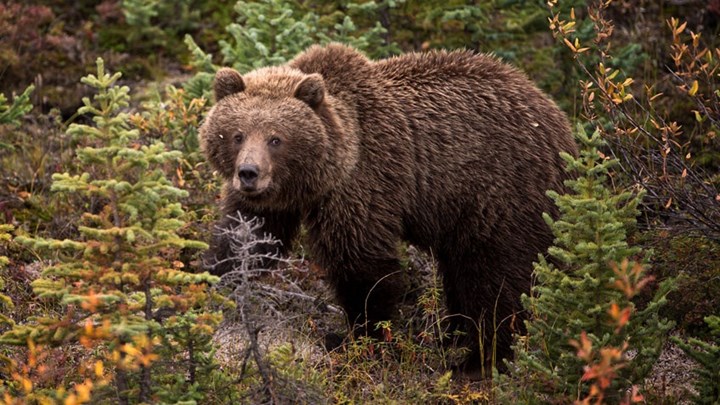 Judge Halts Grizzly Bear Hunts for Two More Weeks