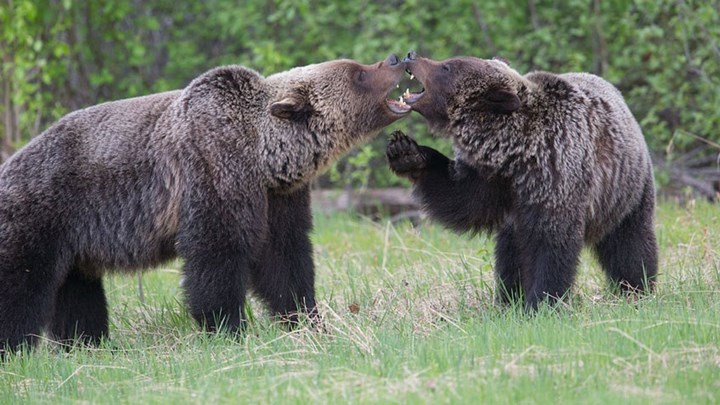 Wyoming Grizzly Kills Hunting Guide