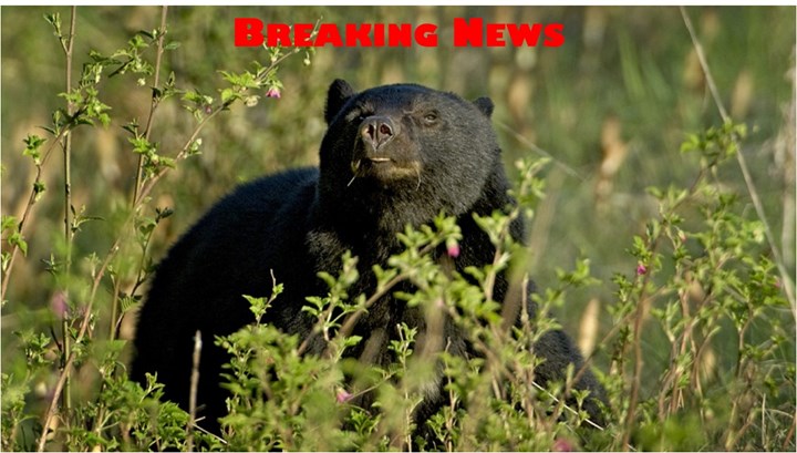 New Jersey Hunters Sue Governor Over Bear Hunting Ban
