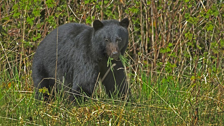 Black Bear Attacks Hunter in Wisconsin