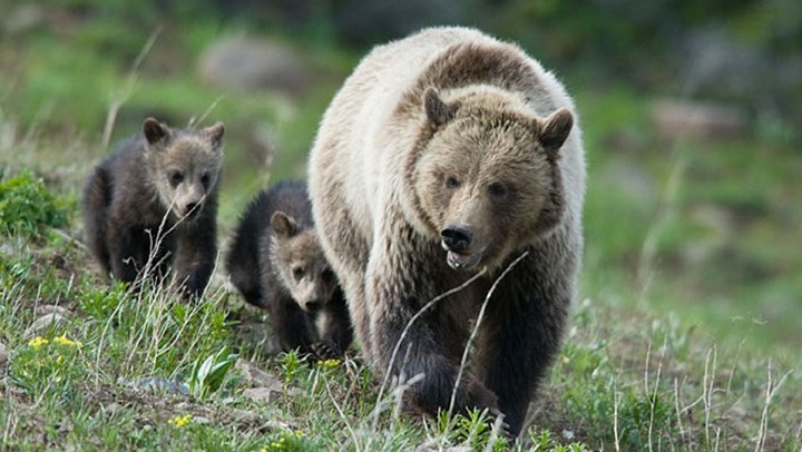 Another Grizzly Mauls a Hunter as the Recovered Species’ Population Expands