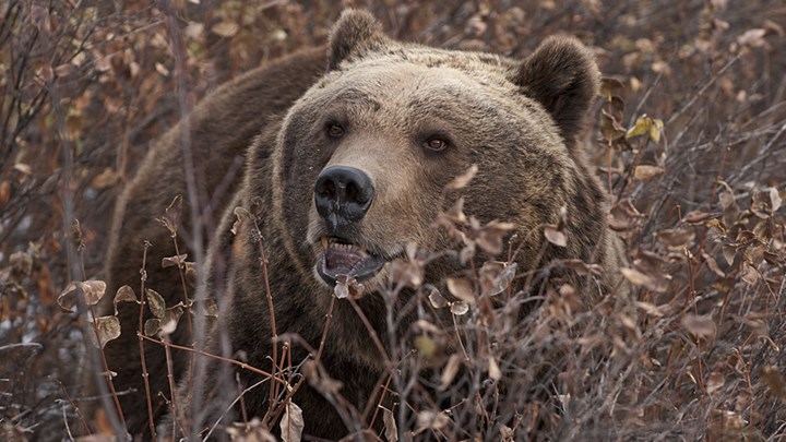 The Brutal Facts of Living amongst Grizzly Bears