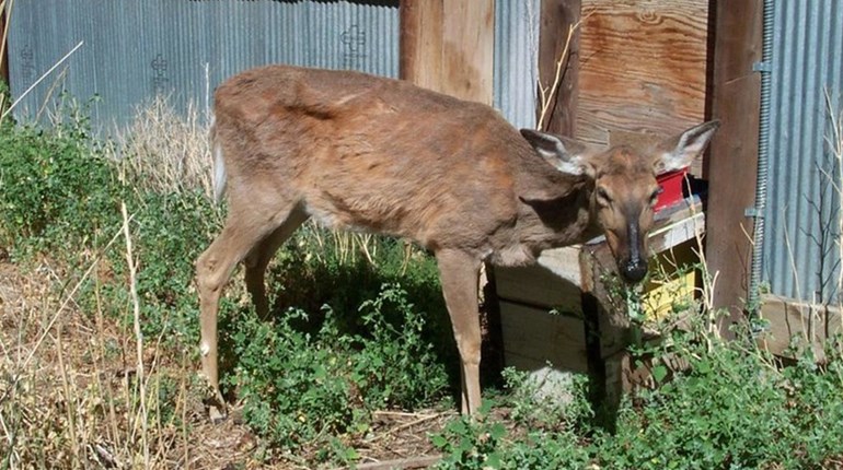 NRA Hunters' Leadership Forum | Can Humans Contract CWD by Consuming Infected Deer?