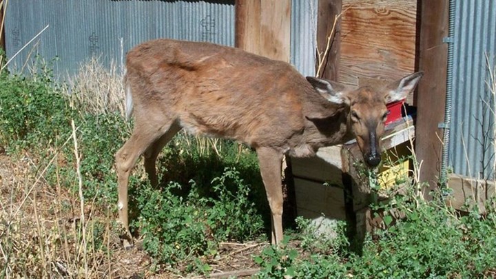 Can Humans Contract CWD by Consuming Infected Deer?