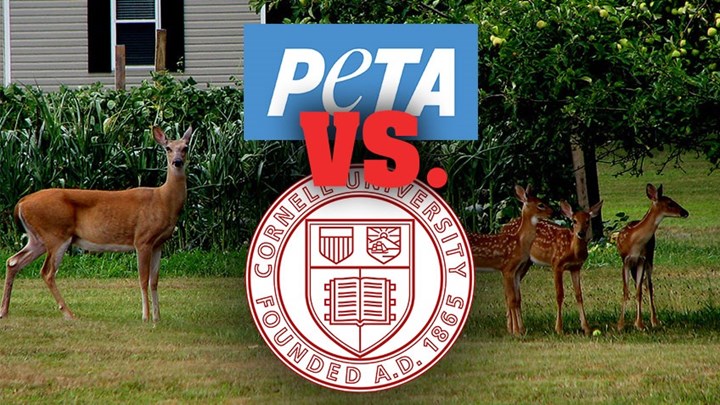 PETA to Cornell University: Deer over People!