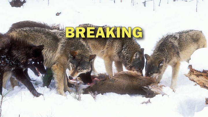 U.S. House Passes Bill to Delist Recovered Wolves