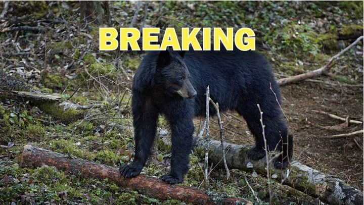 New Jersey Black Bear Hunt Ban Upheld on Appeal