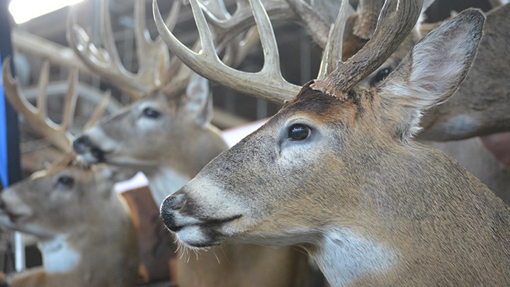 There is No Difference Between 'Trophy Hunting' and Hunting