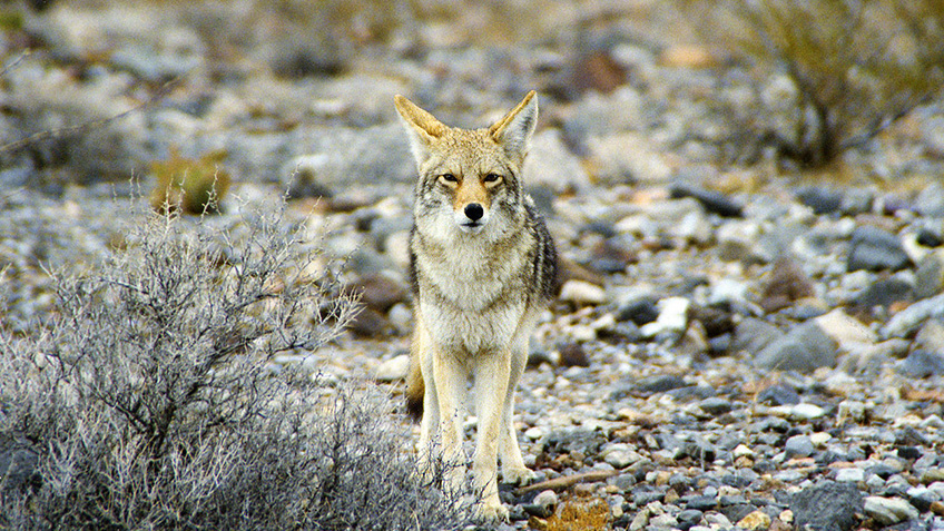 NRA Hunters' Leadership Forum | Why It’s Prime Time to Gear Up for Coyotes