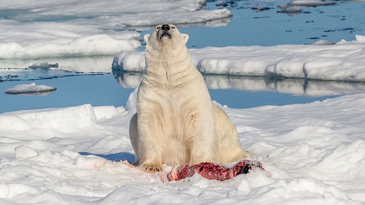 Polar Bears Lose Fear of Humans as They Overtake a Russian Village