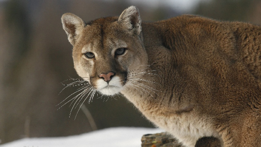 NRA Hunters' Leadership Forum | Pride of Mountain Lions Prowls Colorado Community