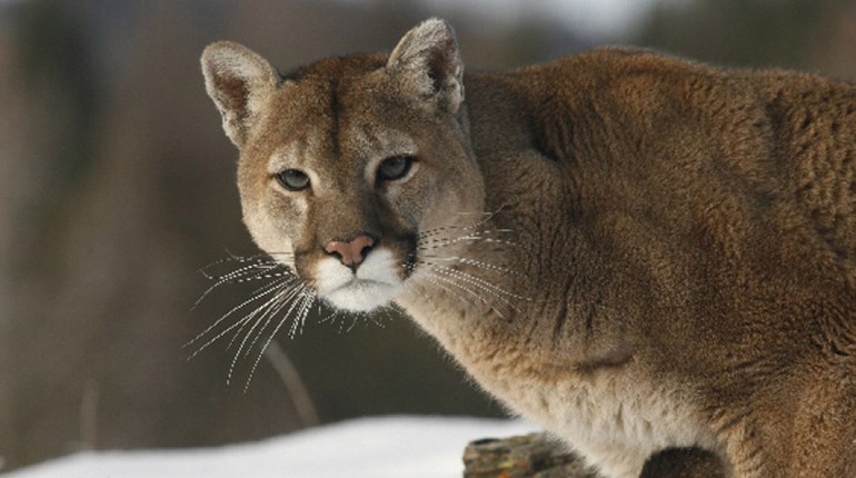 NRA Hunters' Leadership Forum | Pride of Mountain Lions Prowls Colorado Community