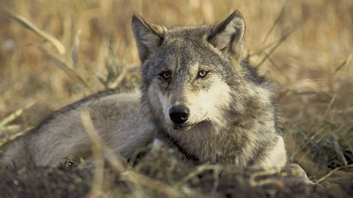 The Official Process Begins to Delist the Gray Wolf