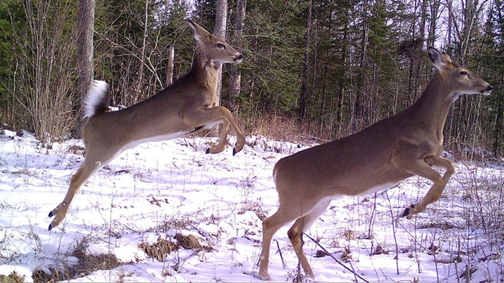 Snapshot Wisconsin: Using Citizen Science to Aid Wildlife