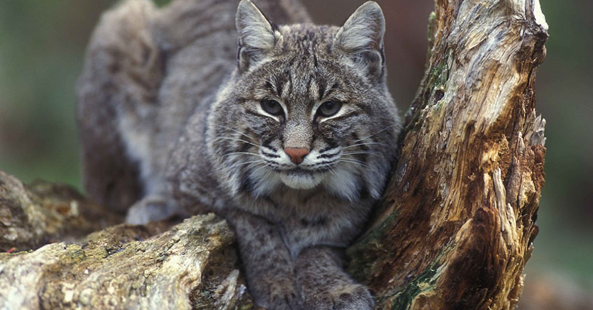 NRA Hunters' Leadership Forum | No Cat Hunting in British Columbia?