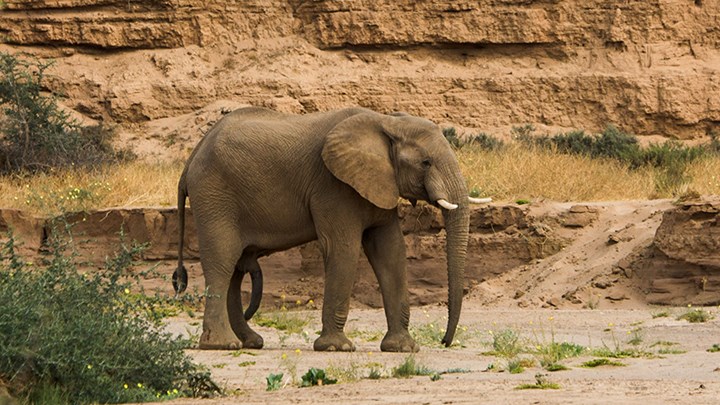 NRA’s Seminar to Address Global Poaching Crisis