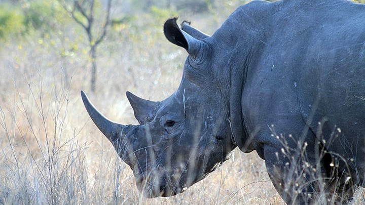 Elephant Stomps Out Poacher but Can’t Kill Illegal Trade