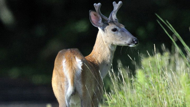 Maine Logs Highest Deer Harvest in Nearly Two Decades