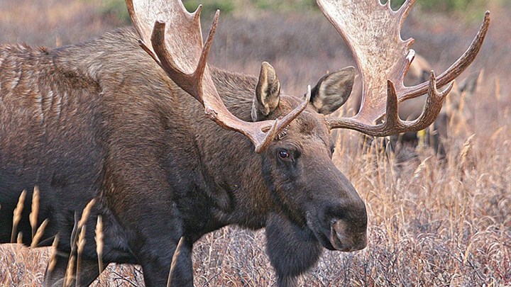 Supreme Court Protects Alaska Hunter’s Access to Hunting Lands