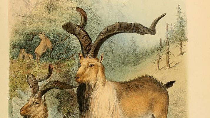 NRA Hunters' Leadership Forum | Hunting Story Reported ACCURATELY by Mainstream Media