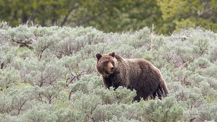New Bill Aims to End Almost All U.S. Grizzly Bear Hunting 