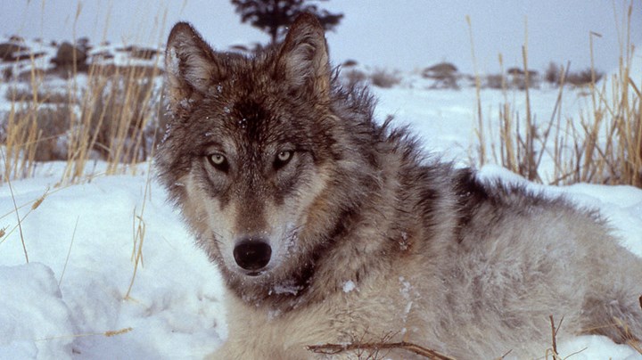 USFWS Extends Comment Period for Delisting Gray Wolves