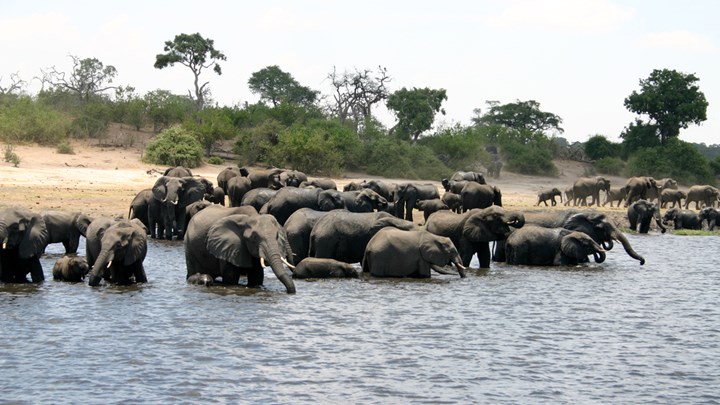 Botswana Lifts Hunting Ban