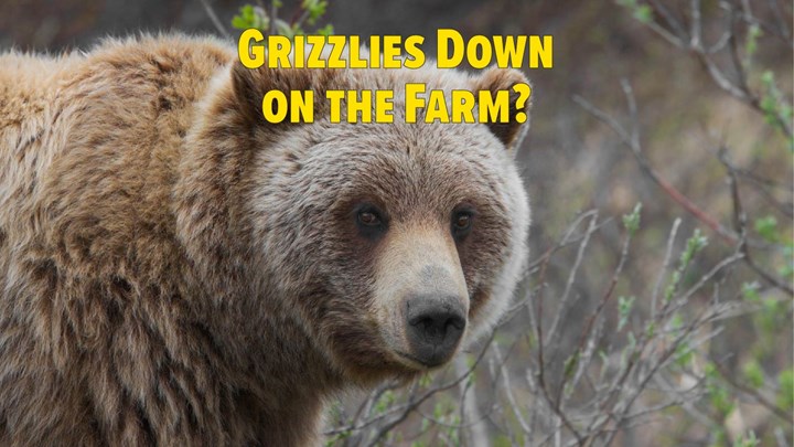 Antis Cry to Close Hunting As Grizzlies Expand Range