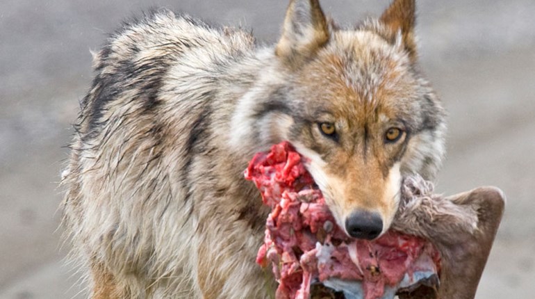 NRA Hunters' Leadership Forum | Just the Facts on Wolves and Coyotes