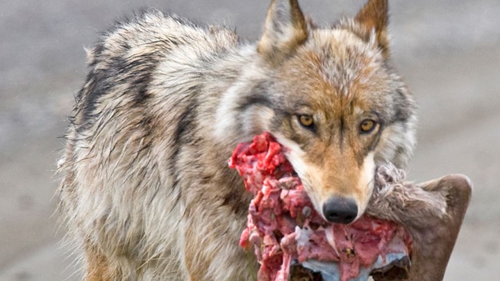 Just the Facts on Wolves and Coyotes