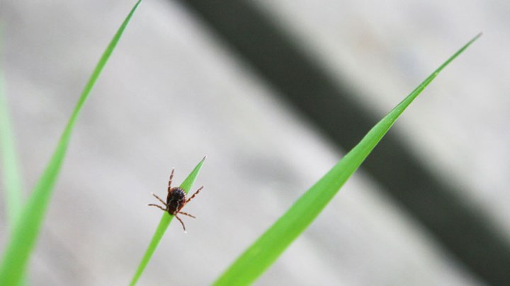 How Hunters Can Keep Lyme Disease at Bay