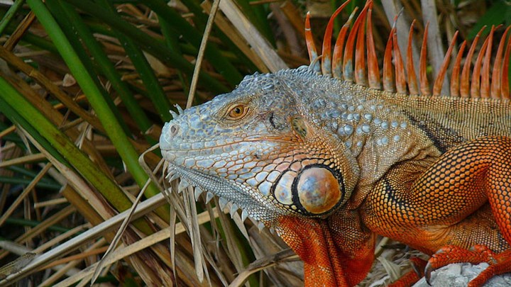 Attack of the Green Iguanas!