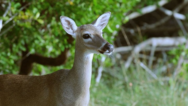 USFWS Seeks to Delist Whitetail Subspecies in Florida Keys